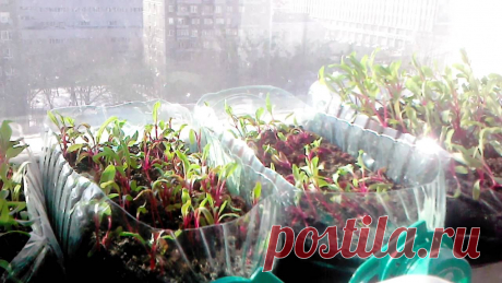 КАК ПРОСТО ВЫРАСТИТЬ РАССАДУ