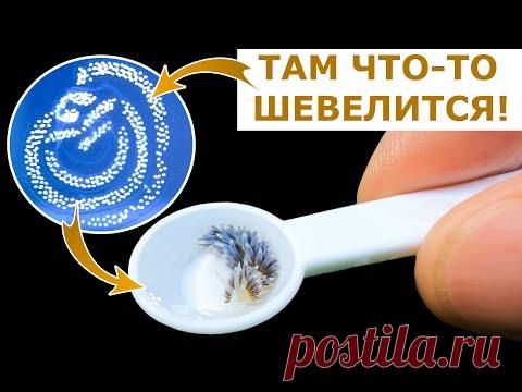 У НАС ПОЛУЧИЛОСЬ! Новая жизнь в морском аквариуме. Бергии продолжение. - YouTube