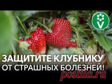 ?САМЫЕ ОПАСНЫЕ БОЛЕЗНИ КЛУБНИКИ. Диагностика, профилактика и лечение клубники