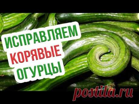 ОХ УЖ ЭТОТ ОГУРЕЦ - он в квартире не жилец? Простые рекомендации по выращиванию огурцов зимой.