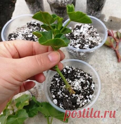 Черенкование пеларгоний 100% результат | Klumba-plus | Яндекс Дзен