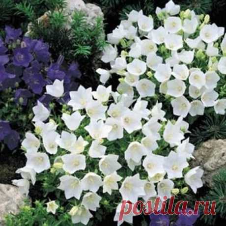 Amazon.com: Outsidepride Bellflower Campanula Carpatica White Ground Cover Plant Seed - 5000 Seeds: Garden & Outdoor