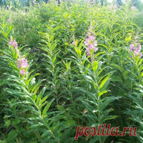 Иван-чай. Пошаговое приготовление в домашних услови