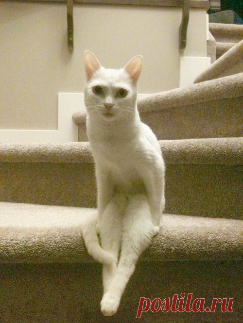 Эти странные кошки