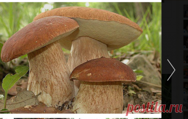 (14) Одноклассники