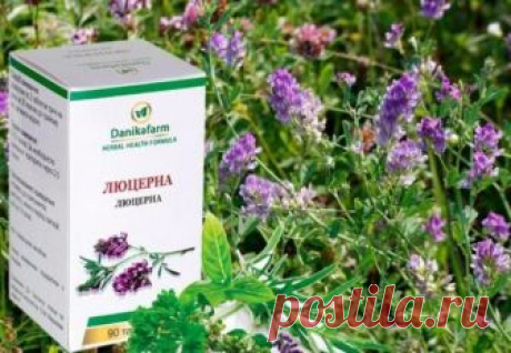 Эти семена оказались настоящим кладом для здоровья! Восстанавливают организм полностью - достойно памятника растение такое!
