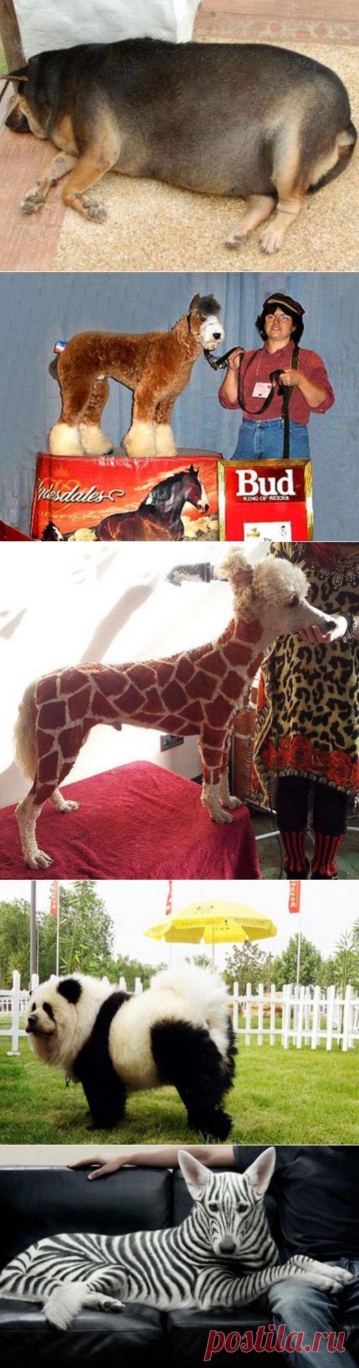 И совсем я не собака