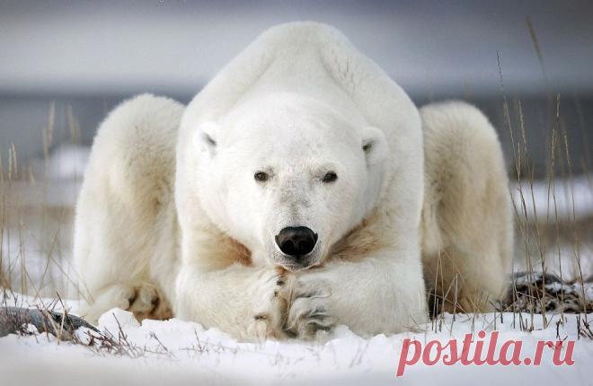 Белый медведь - йог