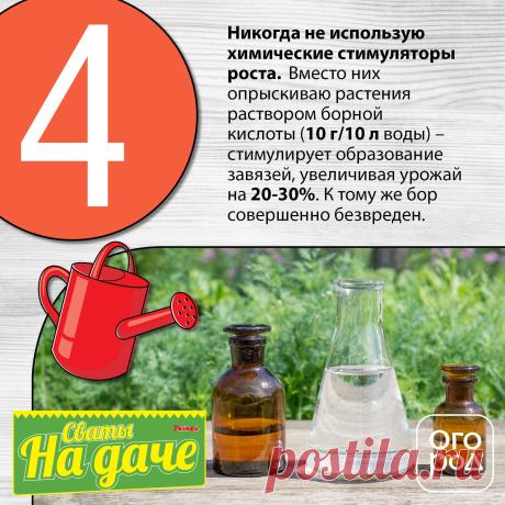 Секреты крупных томатов | На грядке (Огород.ru)