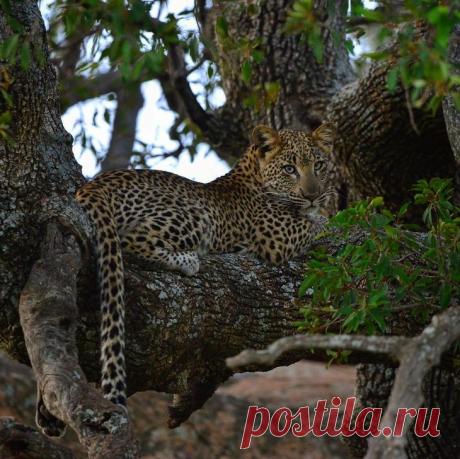 Дикие животные Африки на снимках Стивена Довера Стивен Довер (Steven Dover) — талантливый фотограф, авантюрист и любитель природы из Йоханнесбурга, Южная Африка. Он специализируется на фотографиях животных, птиц и природы.1.2.3.4.5.6.7.8.9.10.11.12...