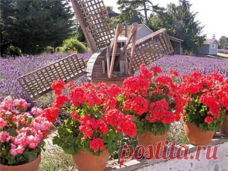 фото цветы лаванда: