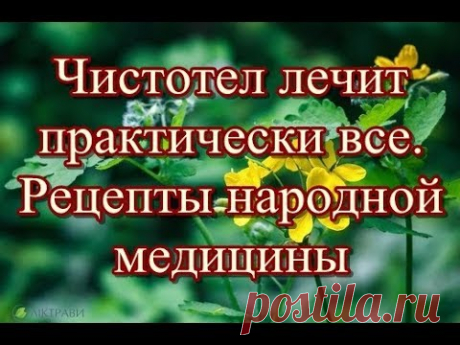 Чистотел лечит практически все -  Рецепты народной медицины
