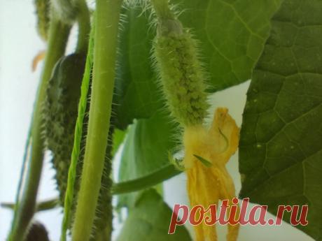 Производство и сбыт солёных огурцов Бизнес на солёных огурцах является отличным дополнением к выращиванию свежих овощей. Солёные огурцы пользуются большим спросом, особенно в зимний период. Для организации производства солёных огурцов потребуется: