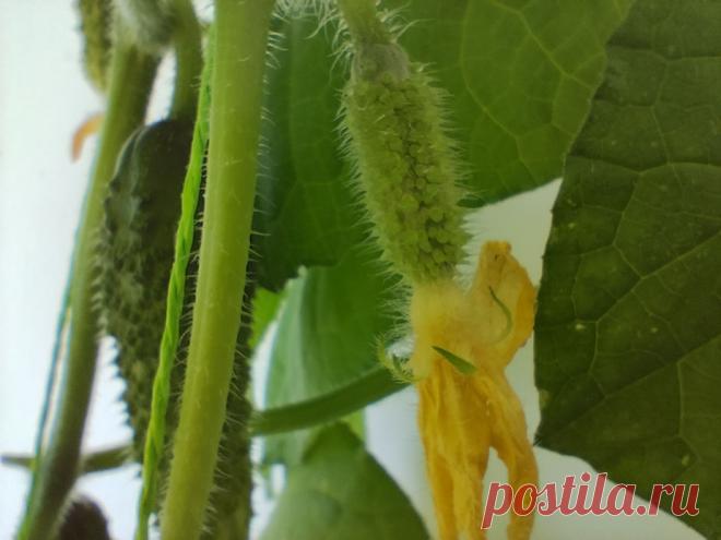 Производство и сбыт солёных огурцов Бизнес на солёных огурцах является отличным дополнением к выращиванию свежих овощей. Солёные огурцы пользуются большим спросом, особенно в зимний период. Для организации производства солёных огурцов потребуется: