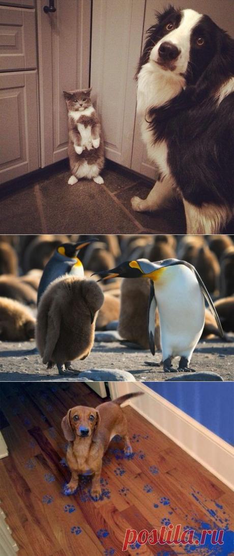 20 животных, которых можно только понять и простить