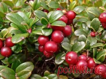 Рецепты с лучшими ягодами ноября