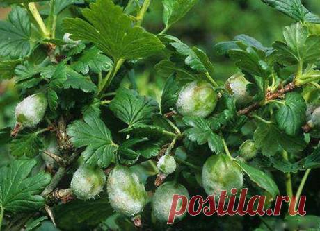 Борьба с мучнистой росой - Садоводка