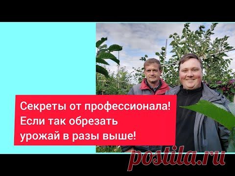 ДЕРЕВО САД- МЕЧТА САДОВОДА!  Эти деревья не дают мне спокойно спать!