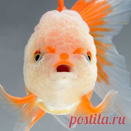 Золотые рыбки