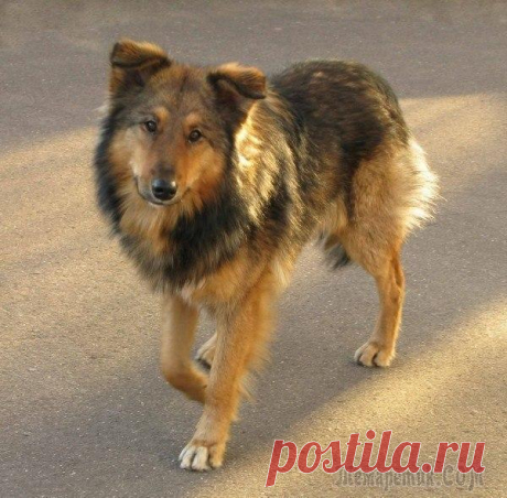 Кобель (Стих) Я пёс обычный, называемый кобель,И жизнь моя простая, словно это веник.Как бриг пиратский, сел без умысла на мель,И понимаю, что достоин тех мгновений.Мне не дано понять, что хочется семье,Я оставляю ...