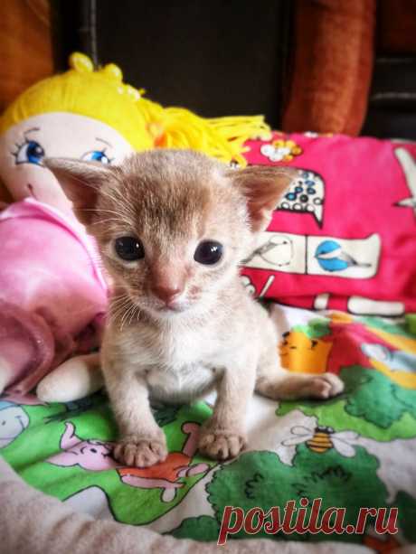 Уже несколько лет я фоткаю смешные и необычные выражения морды моего кота и его весёлые позы. Вы точно улыбнетесь | Блог мобильного фотографа | Яндекс Дзен