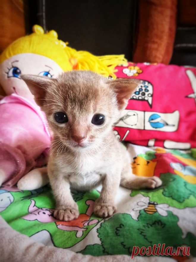 Уже несколько лет я фоткаю смешные и необычные выражения морды моего кота и его весёлые позы. Вы точно улыбнетесь | Блог мобильного фотографа | Яндекс Дзен