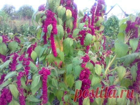 Амарант.щирица