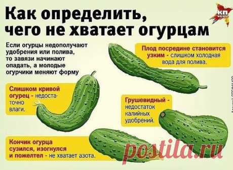 ЗАГОРОДНЫЙ ДОМ (ДАЧА) или Во саду ли, в огороде