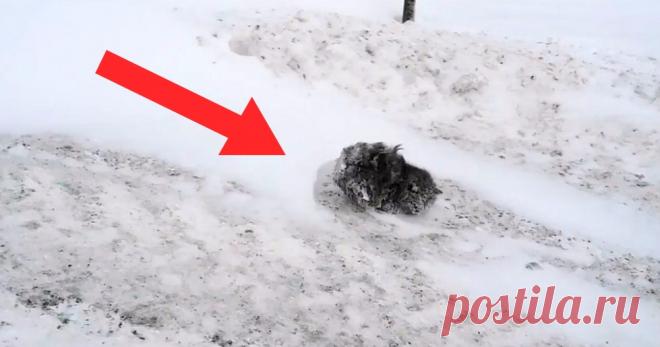 Все проезжали мимо присыпанного снегом комка шерсти, и лишь один остановился В один из холодных зимних дней мужчина по имени Слава ехал домой с работы по заснеженной автостраде. Неожиданно на обочине он заметил нечто, что напоминало обледеневший комок шерсти. Меховой комок не двигался, поэтому ничто не выдавало в нем живого существа. Однако мужчина все-таки остановился и выш