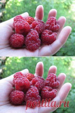 Чтобы в ягодах малины не было червей. - Садоводка