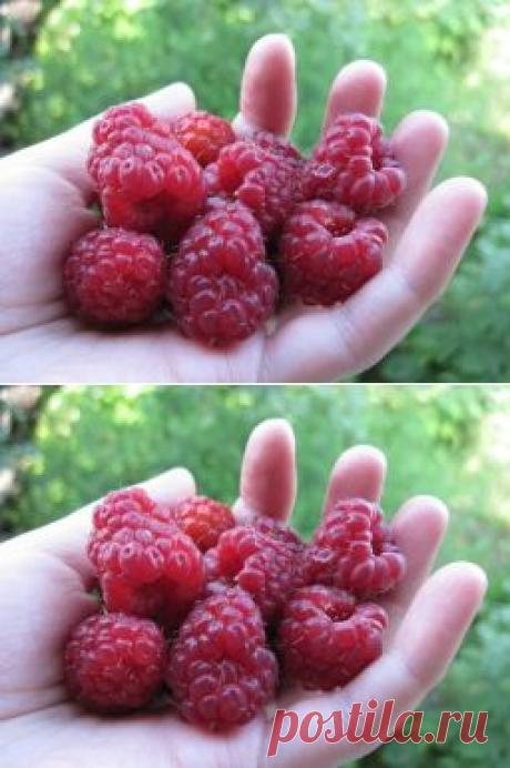 Чтобы в ягодах малины не было червей. - Садоводка