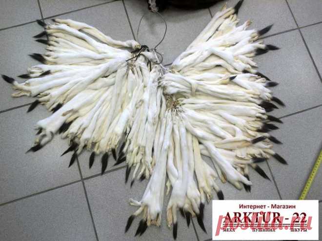 Шкуры горностая выделанные от компании Arktur-22 (Арктур-22), ИП - Bizorg.su, ID 1468027