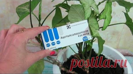 Как "реанимировать" комнатные цветы АСПИРИНОМ
