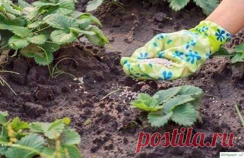 6 рeцeптов подкормки клубники вecной для большого урожaя.