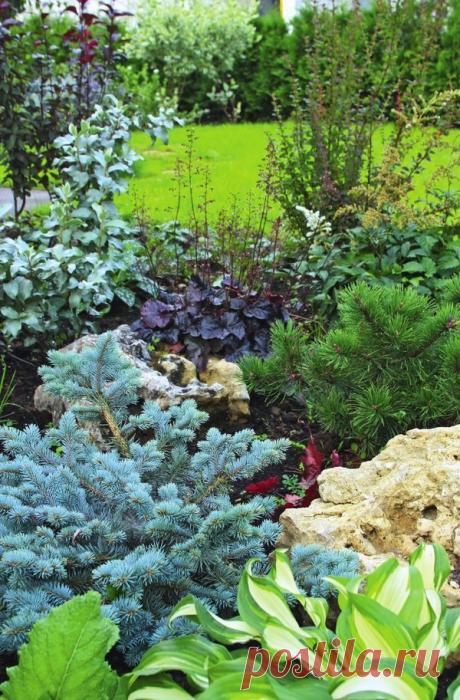 Колючие секреты: создаем на своем участке хвойный сад / 7dach.ru