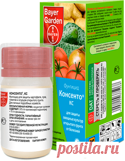 Консенто, КС - Официальный сайт