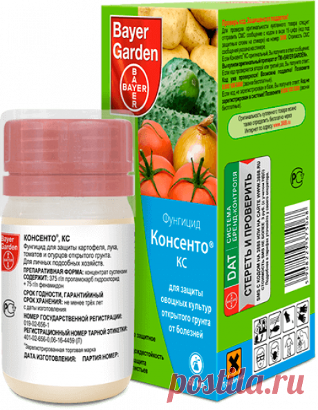 Консенто, КС - Официальный сайт