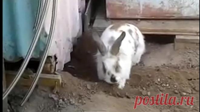 Кролик спасает своего друга - котенка