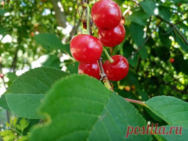 Вишня скажет вам спасибо: посадите эти цветы — и забудете о вредителях навсегда. Когда весной вишня покрывается цветами, садоводы радуются будущему урожаю.