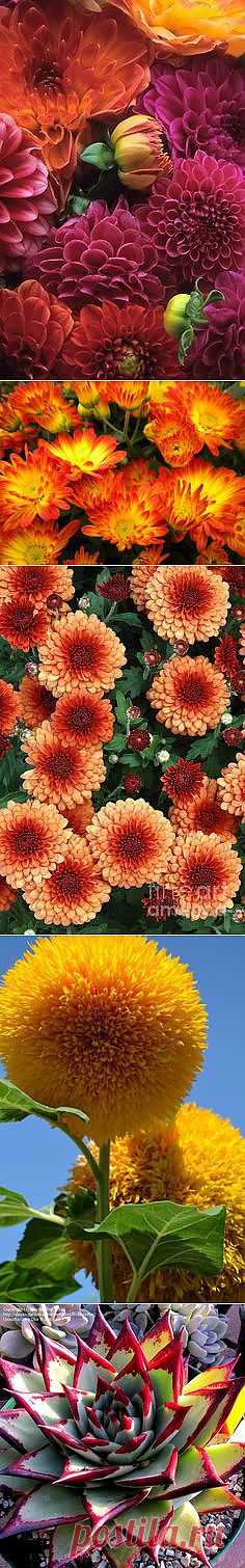 Flowers/Gardens