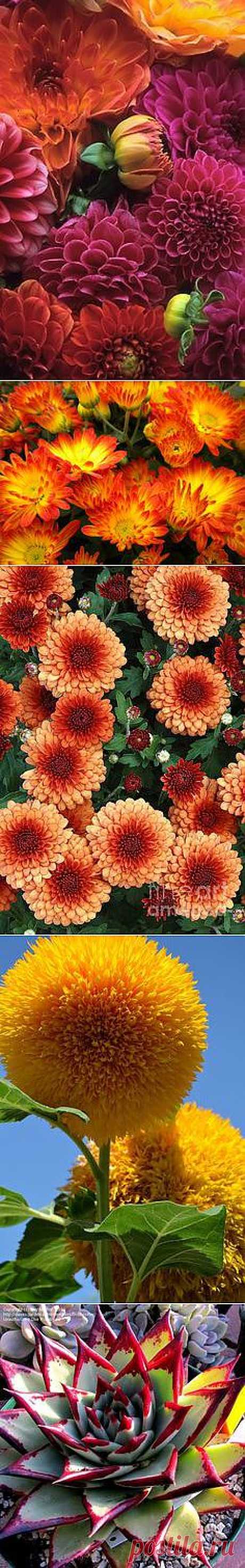 Flowers/Gardens