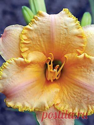 Лилейник гибридный Fairy Filigree филигранная фея 59г