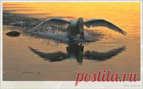 мои фото лебедей