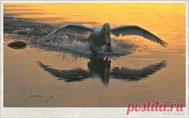 мои фото лебедей