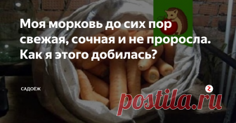 Моя морковь до сих пор свежая, сочная и не проросла. Как я этого добилась? Один простой шаг, который позволит сохранить морковь хрустящей и полезной до весны