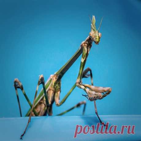 «Приветствую вас, земляне!» Пришельца с планеты Mantis religiosa сфотографировал Игорь Сарапулов: nat-geo.ru/community/user/16650/.