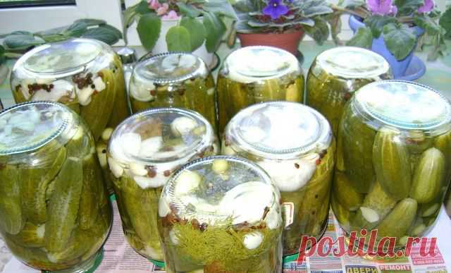 Маринованные огурцы по-болгарски | Блог сайта Muza.Name