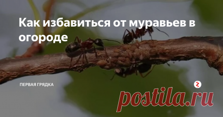 Как избавиться от муравьев в огороде Выбрав в качестве среды обитания наш сад, муравьи способны натворить немало бед, поэтому садоводам приходится постоянно вести с ними борьбу.