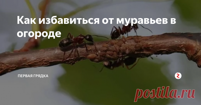 Как избавиться от муравьев в огороде Выбрав в качестве среды обитания наш сад, муравьи способны натворить немало бед, поэтому садоводам приходится постоянно вести с ними борьбу.