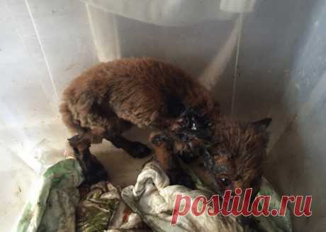 Уральцы спасли лисёнка, попавшего в яму с битумом (2 фото) | Чёрт побери Жители Екатеринбурга во время сплава по реке Чусовой спасли лисенка, который упал в лужу с битумом. Его отмывали несколько часов, однако часть морды и усы еще в гудроне. «Его пришлось реально вырезать из лужи со всем, что к нему прилипло. На момент нашего переплытия лисенок пил молоко и лежал в коробке. Мы его отмывали вчера с 12 ночи до 5 утра. Морда под правым глазом, усы, правое ухо все еще в битум...